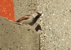 Passer domesticus
