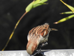 Passer domesticus