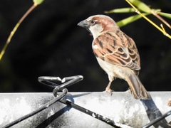 Passer domesticus