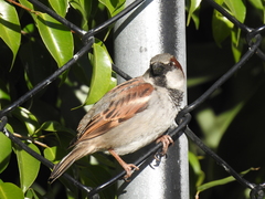Passer domesticus