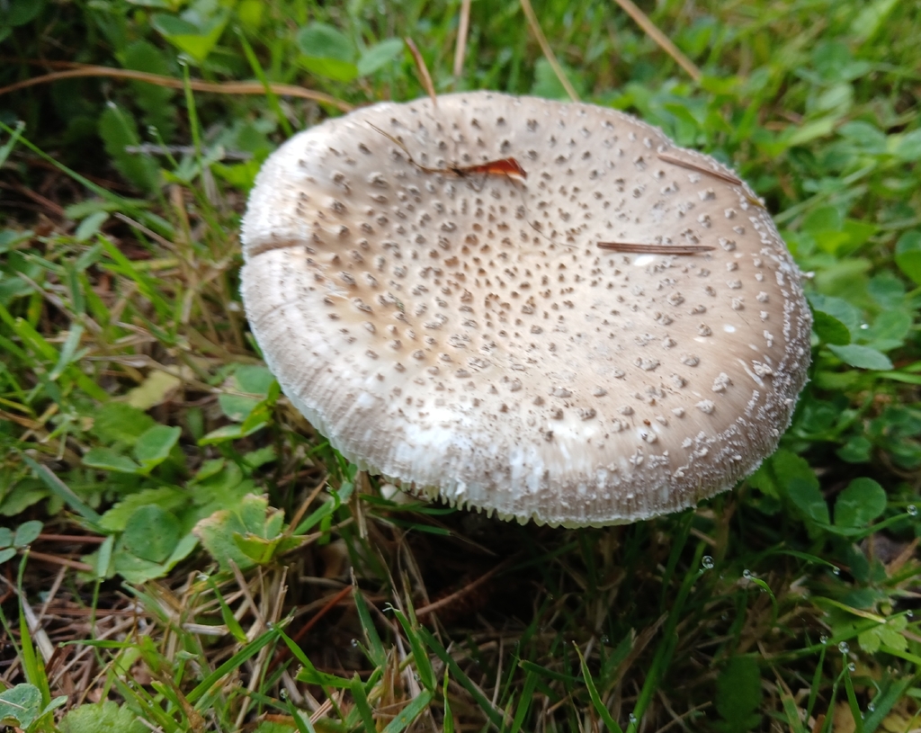 Amanita excelsa spissa