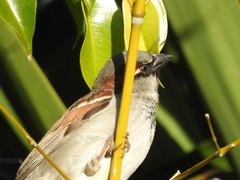 Passer domesticus