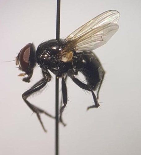 Dump fly