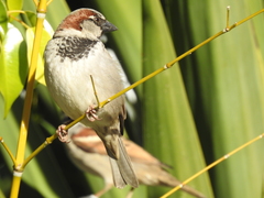 Passer domesticus