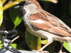 Passer domesticus