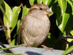 Passer domesticus