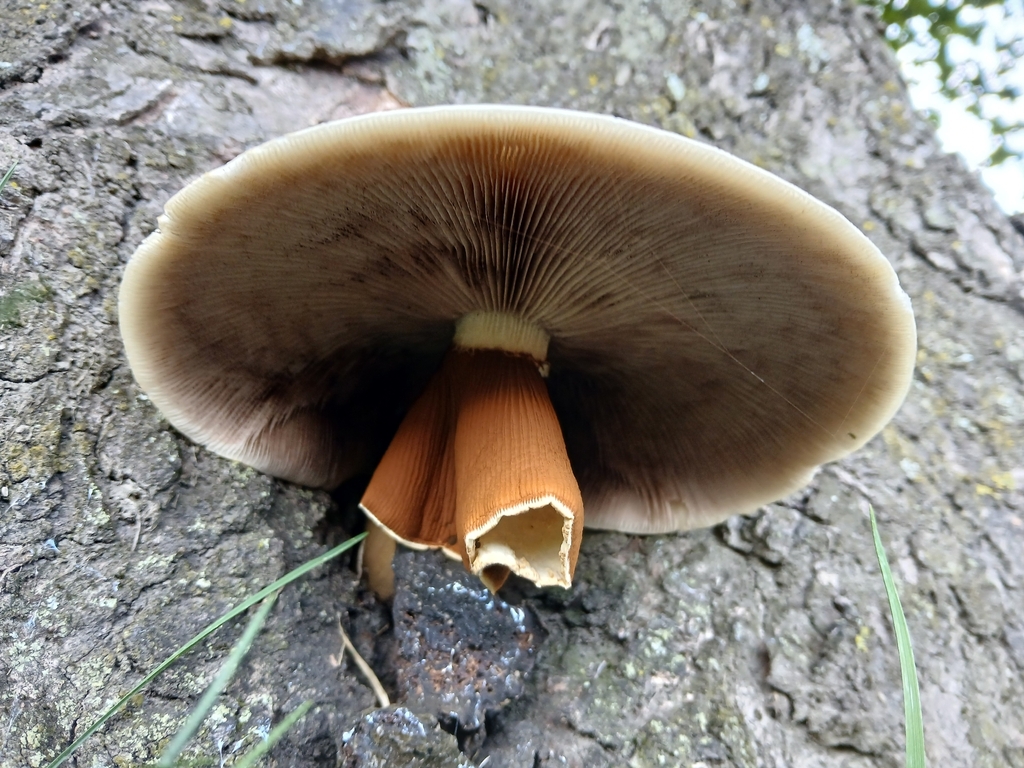 Cyclocybe parasitica · February 2026 · photo: © claire_grace83 (iNaturalist, cc-by)