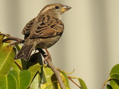 Passer domesticus