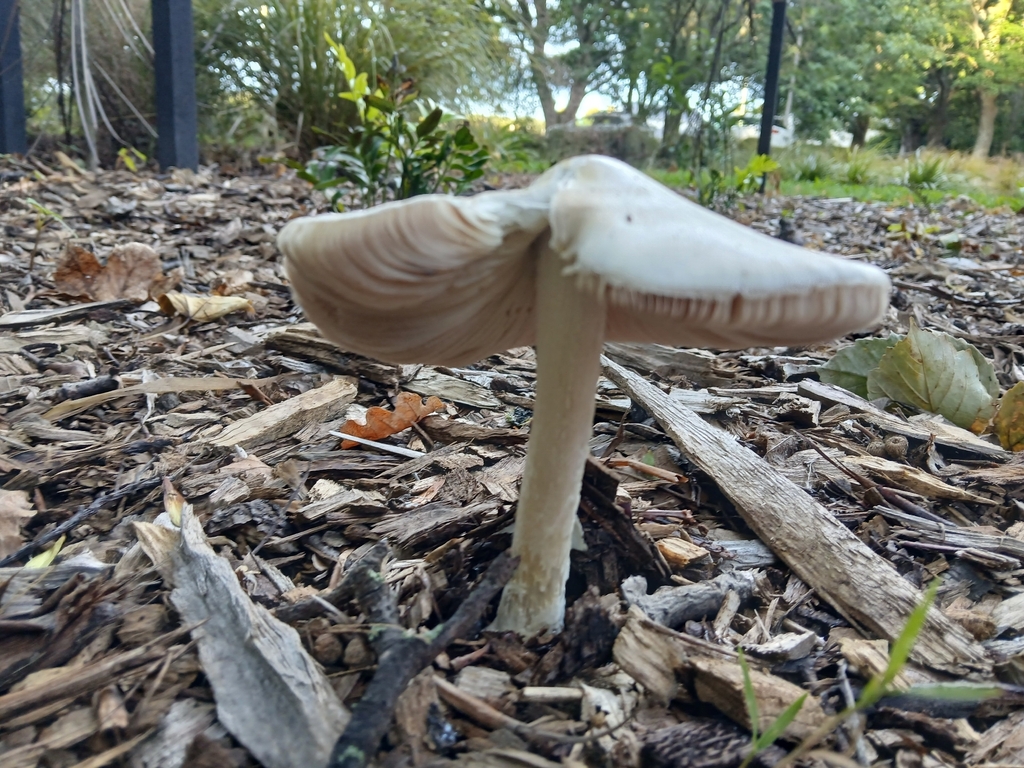 Volvopluteus gloiocephalus · February 2026 · photo: © claire_grace83 (iNaturalist, cc-by)