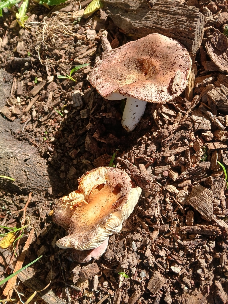 Russula ionochlora · February 2026 · photo: © claire_grace83 (iNaturalist, cc-by)
