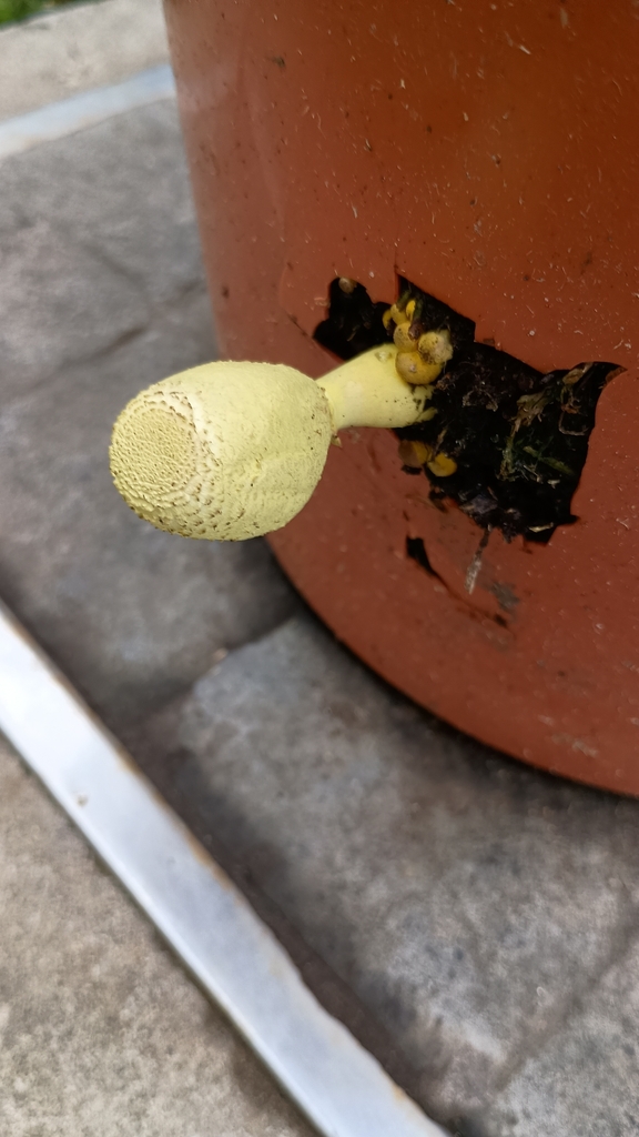 Leucocoprinus birnbaumii · February 2026 · photo: © marienbeguelin (iNaturalist, cc-by)