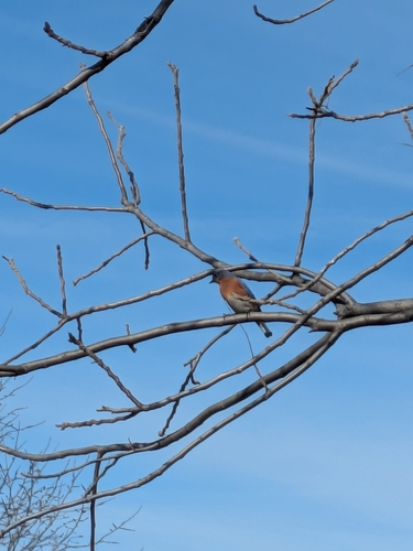 Eastern Bluebird photographed in Kansas