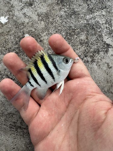 Abudefduf saxatilis