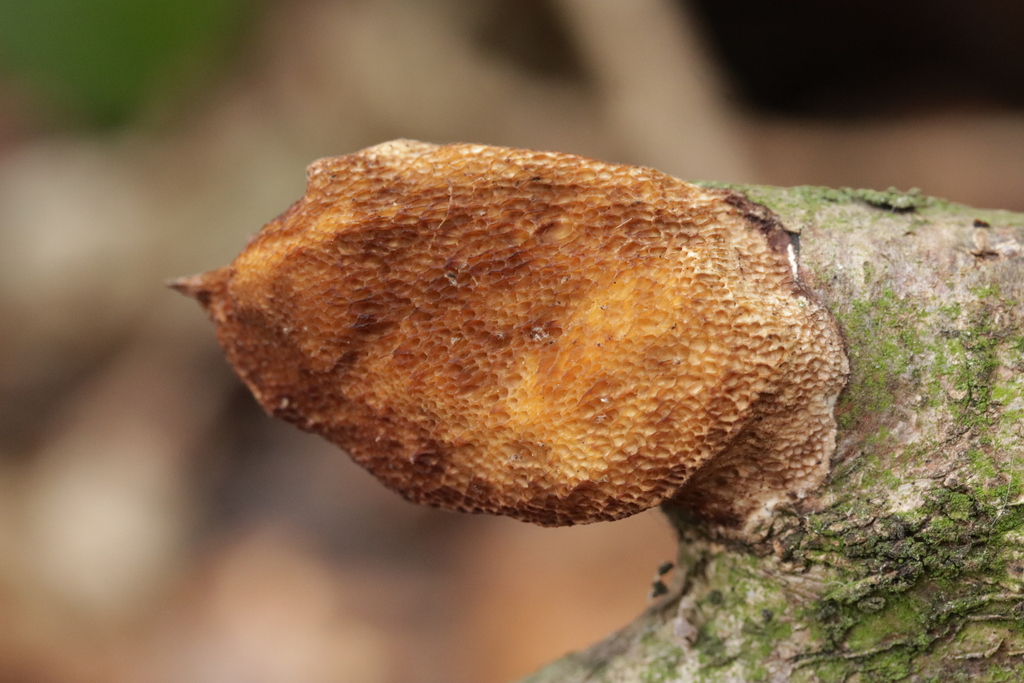 Szczepkamyces campestris
