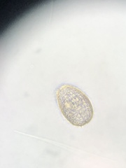 Colepidae
