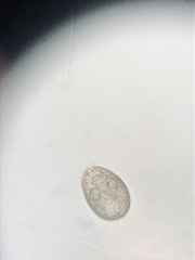 Colepidae