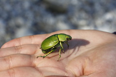Chrysina psittacina