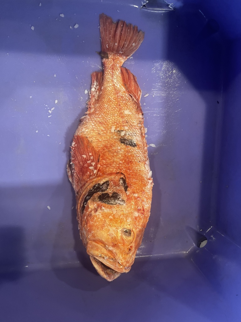 Black-throated rock-fish (Sebastes borealis) — Sebastidae