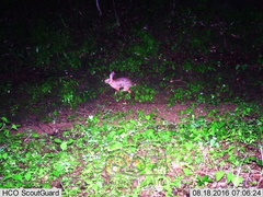 Sylvilagus cunicularius insolitus