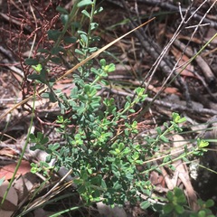 Pultenaea hartmannii