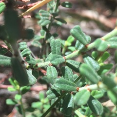 Pultenaea hartmannii
