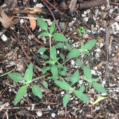 Opercularia hispida