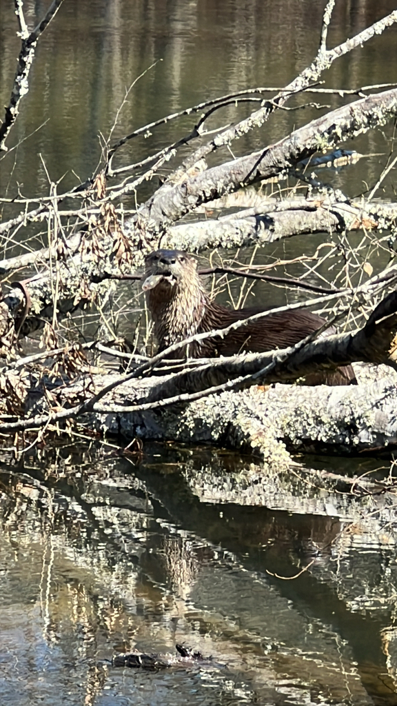 North American River Otter in February 2026 by Adrian Hernandez ...