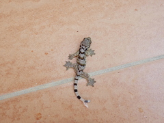 Gekko horsfieldii