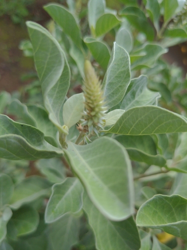 Achyranthes aspera observed 2026-02-05