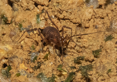 Buparinae