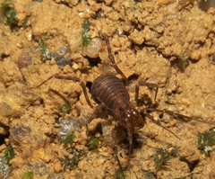 Buparinae