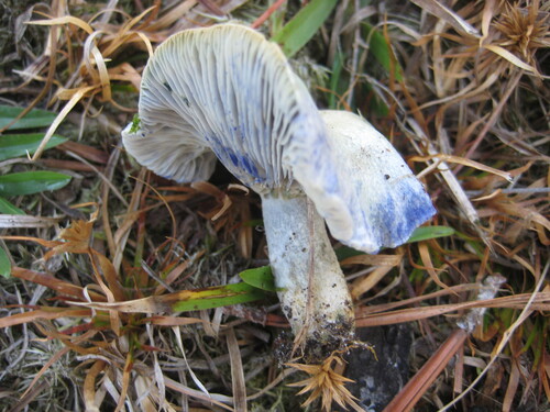 Indigo Milk Cap