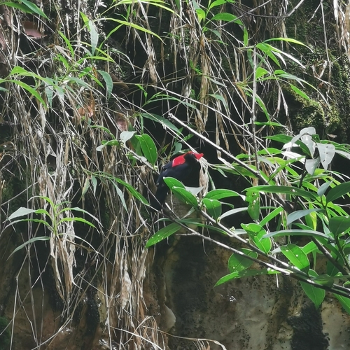 Helmeted Manakin