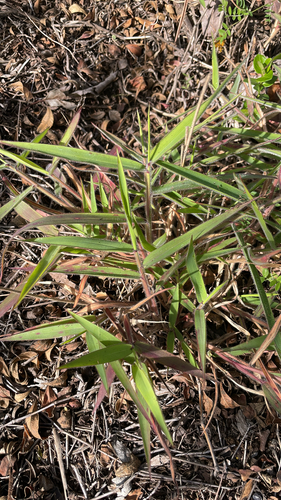 Melinis minutiflora observed 2026-02-05