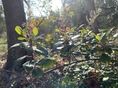 Ribes viburnifolium