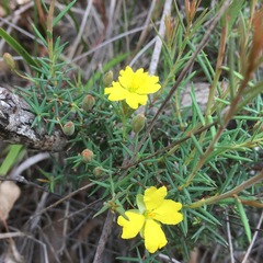 Hibbertia acicularis