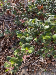 Ribes viburnifolium