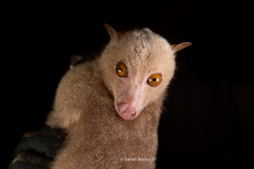 White-winged Flying Fox (Desmalopex leucopterus) — Vulnerable Mammalia