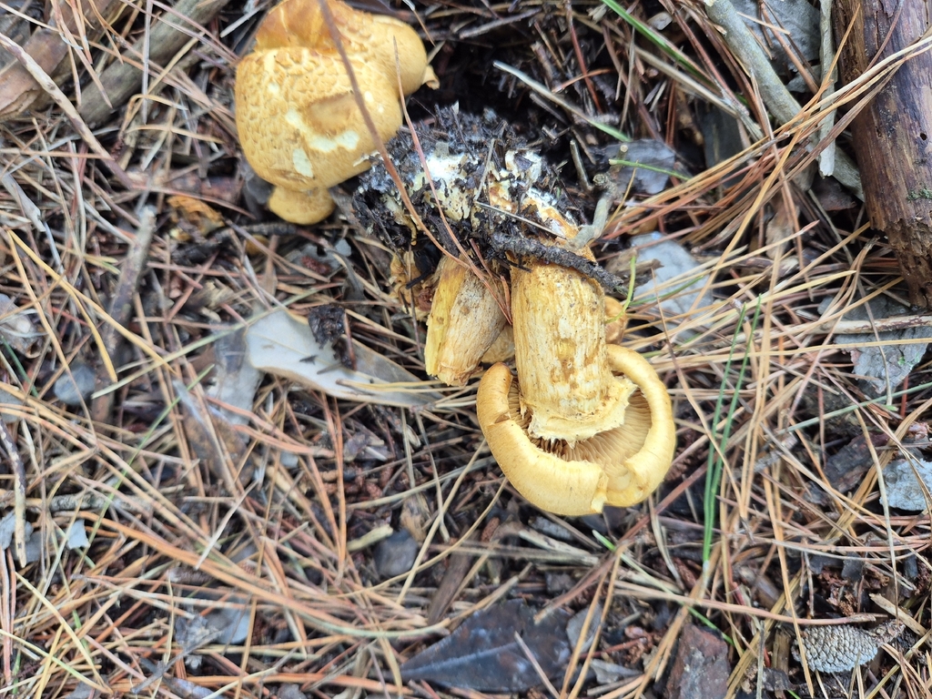 Gymnopilus junonius · February 2026 · photo: © rempson (iNaturalist, cc-by)