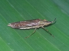 Raphirhinus phosphoreus