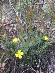 Hibbertia acicularis