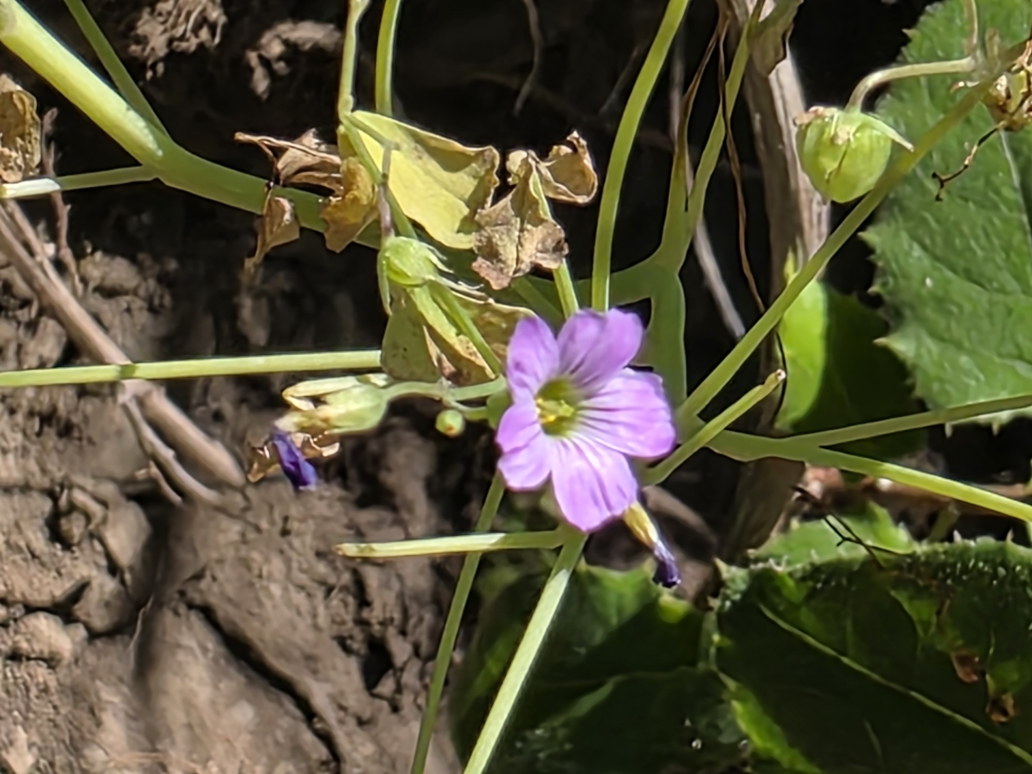 Acederilla rosada