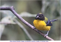 Anisognathus notabilis