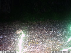 Sylvilagus cunicularius insolitus