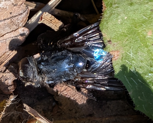 Unknown species found near Frisco, TX 75034, USA
