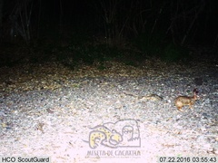 Sylvilagus cunicularius insolitus