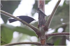 Conirostrum albifrons