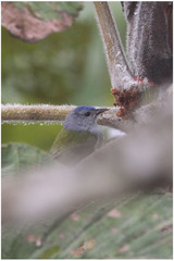 Conirostrum albifrons