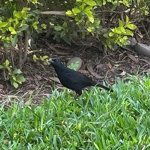 Scrub Blackbird (Dives warczewiczi), photo 3