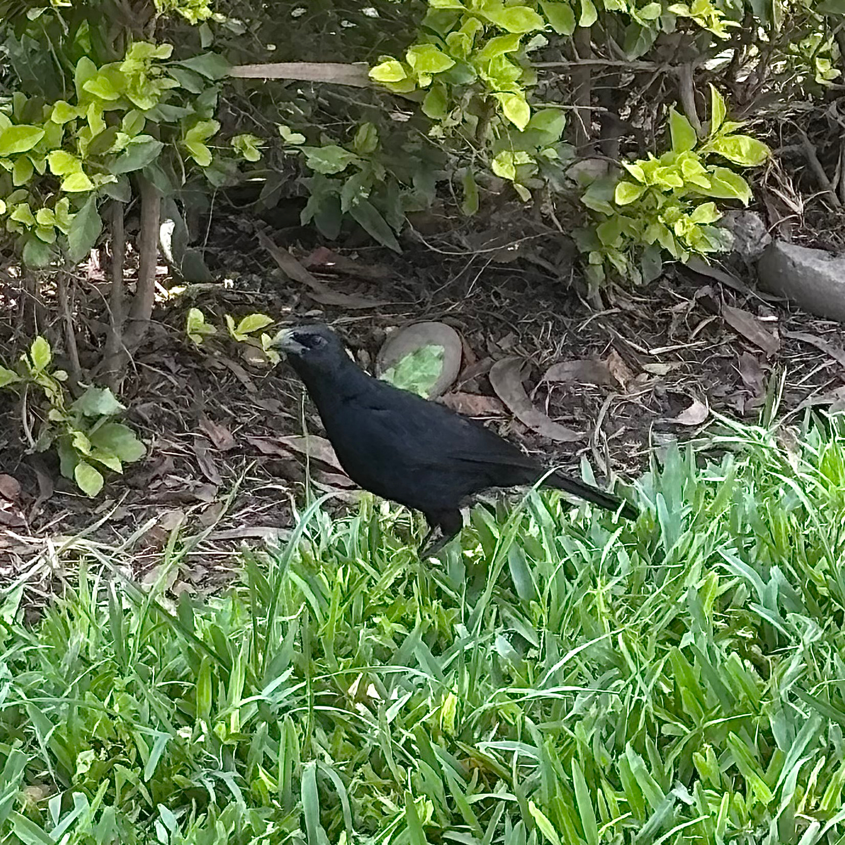 Scrub Blackbird (Dives warczewiczi), photo 4